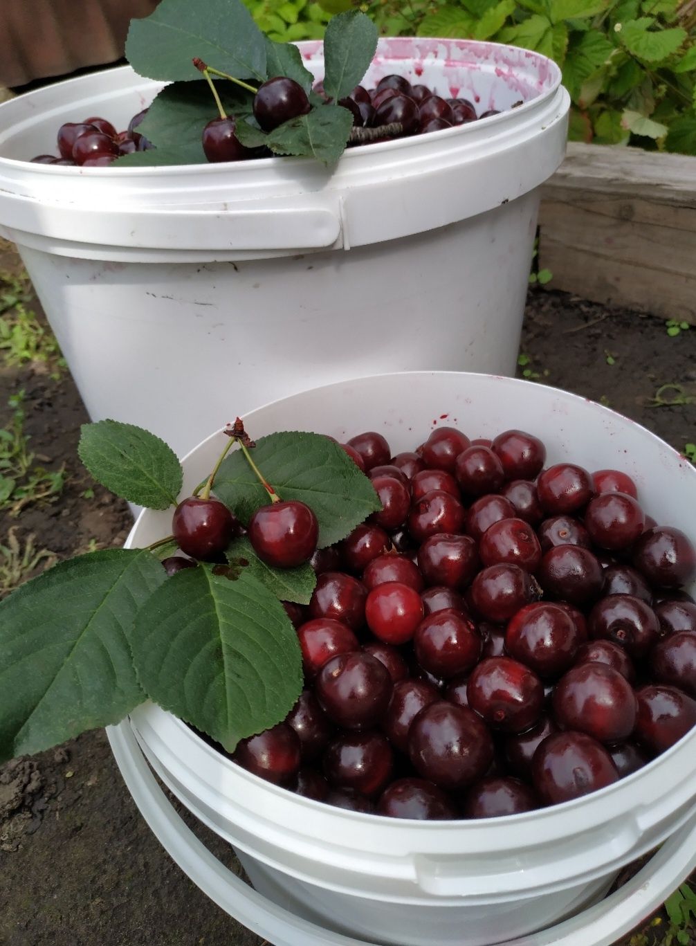 Вишня Домашняя Продам