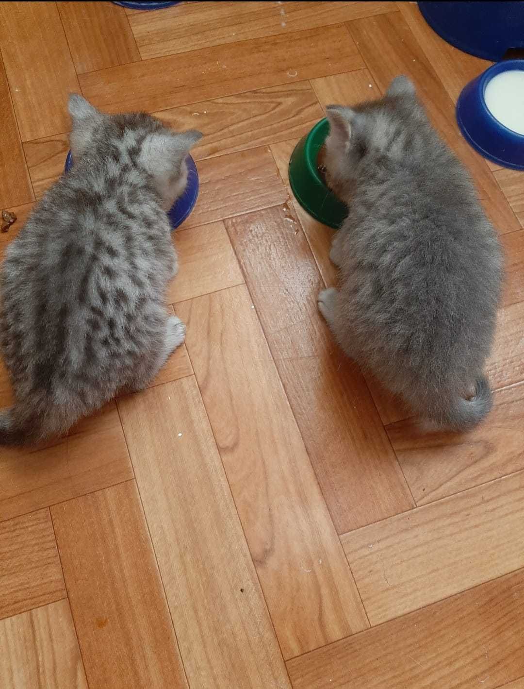 Котята скоттиш фолд