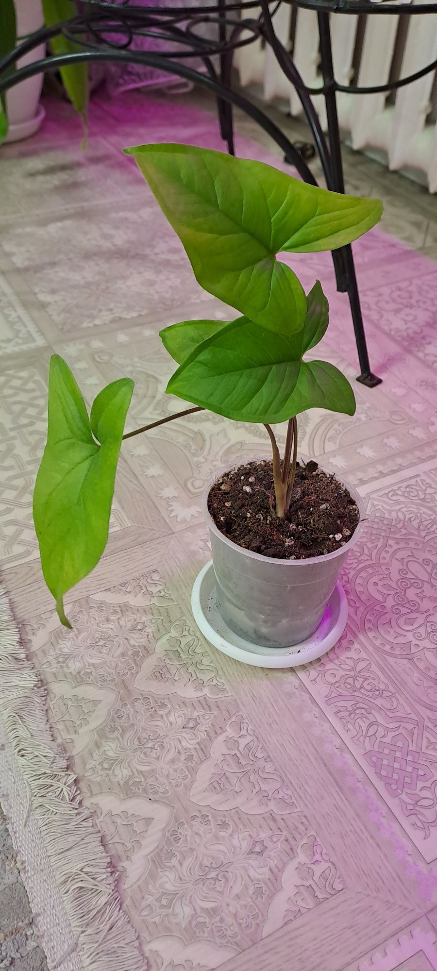 Комнатные цветы продам
