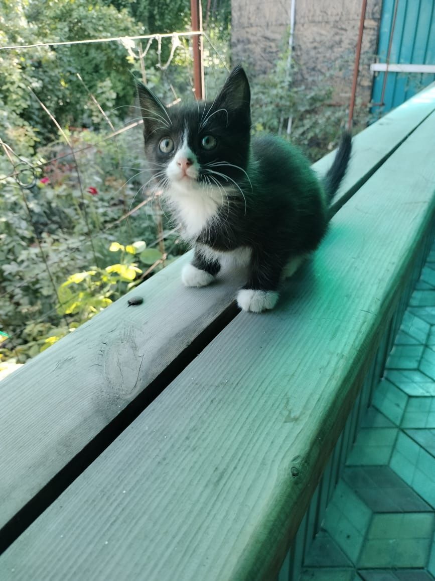 Отдам в добрые руки котенка