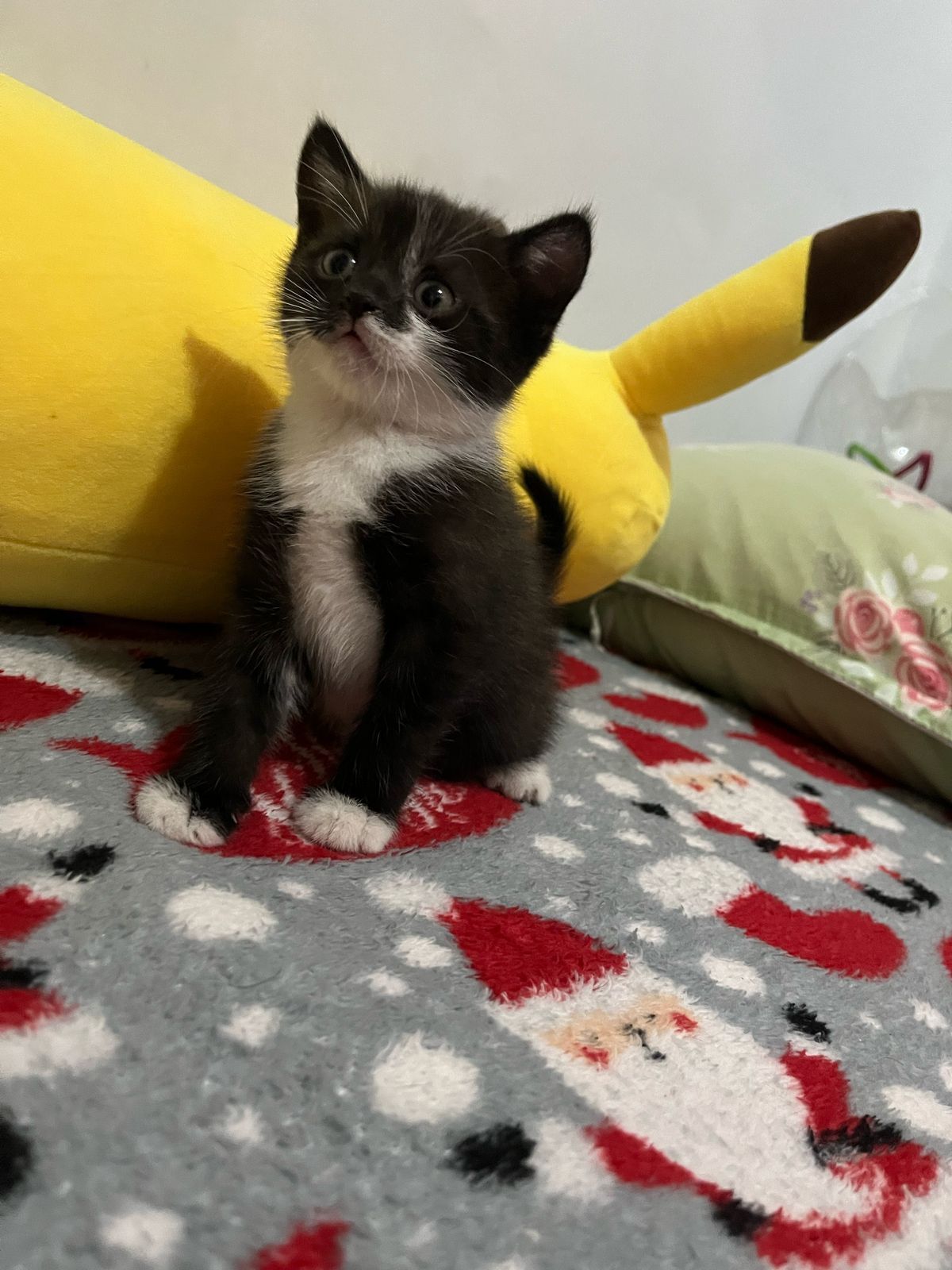 Котята за шоколадку)