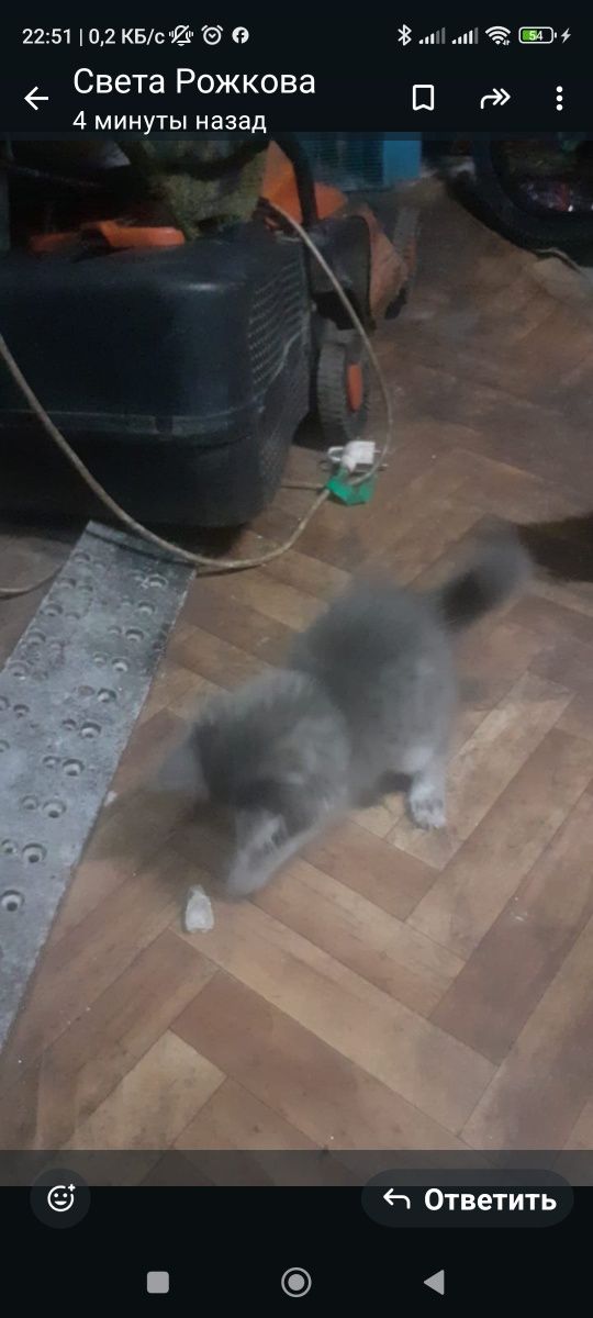 Котята сто процентов крысоловы