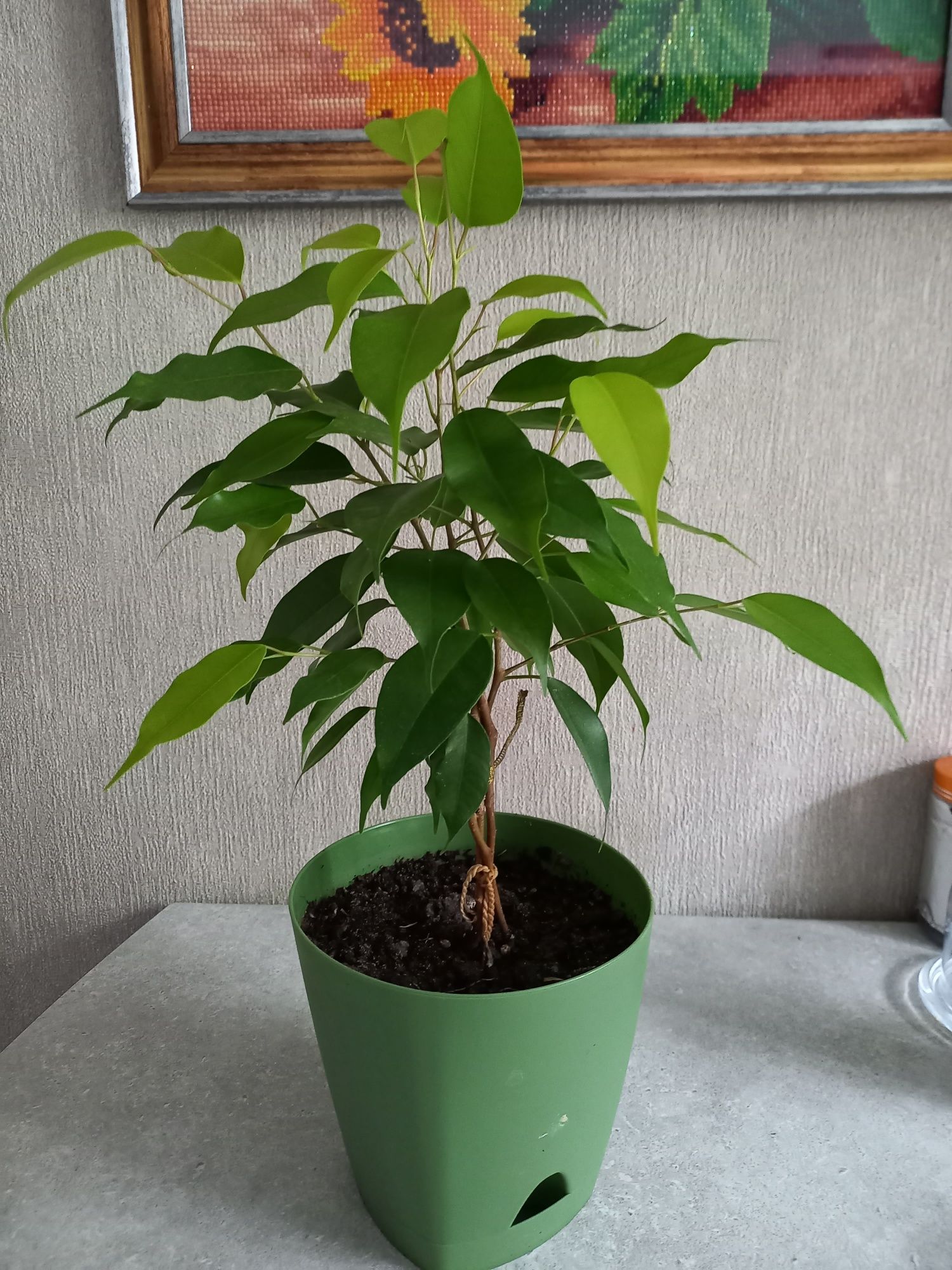 Продам фикус Бенджамина