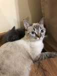 Кошка Молли
