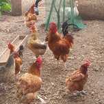 Продам  Кученских и домашних курочек , петухов Брама, Кученских