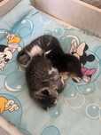 Котята отдам даром