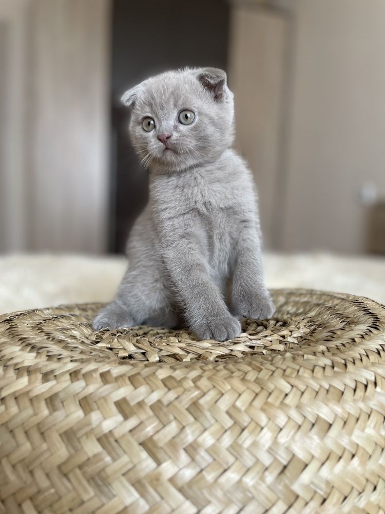 Вислоухие Шотландские котята