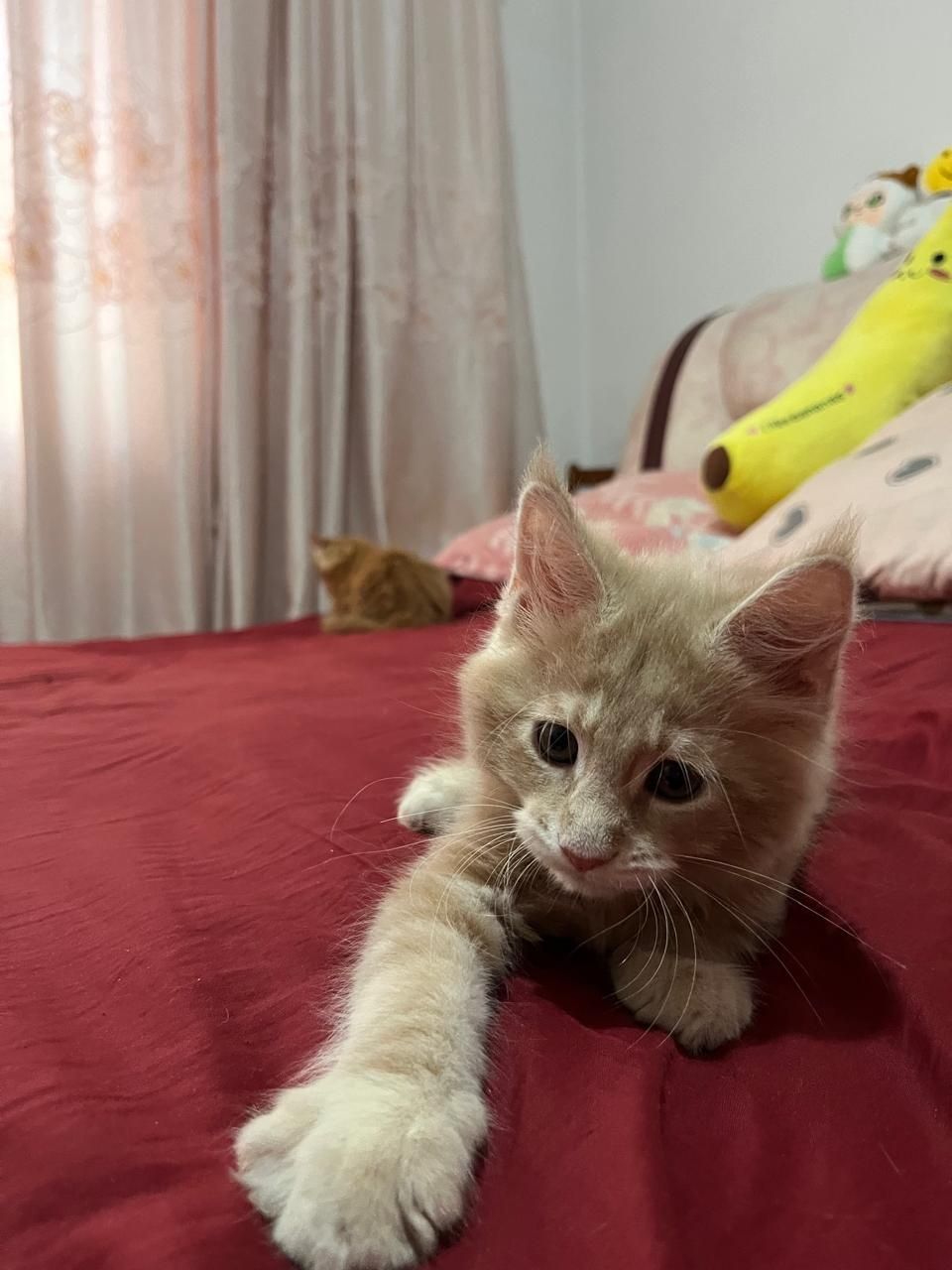Мейн-куна котята