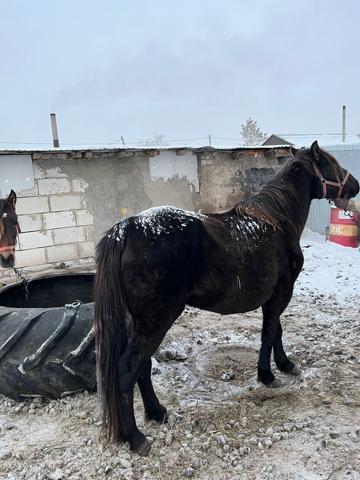 Продам лошадь верховную жерёбую