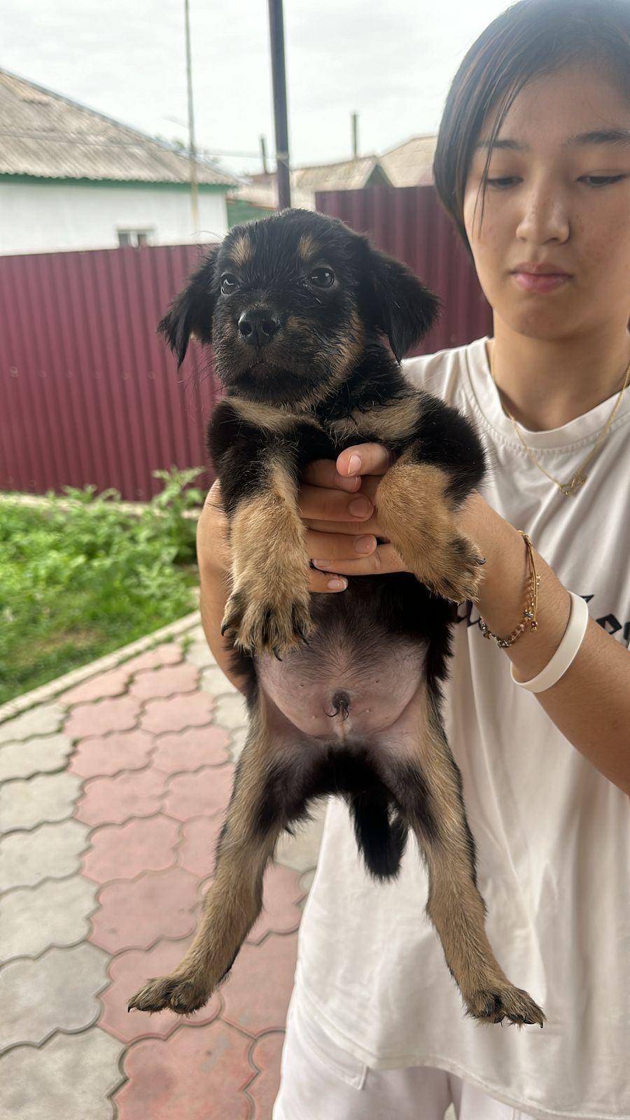 Щенки 2х месячные