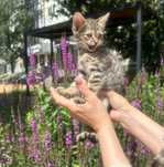 Отдам бесплатно котенка