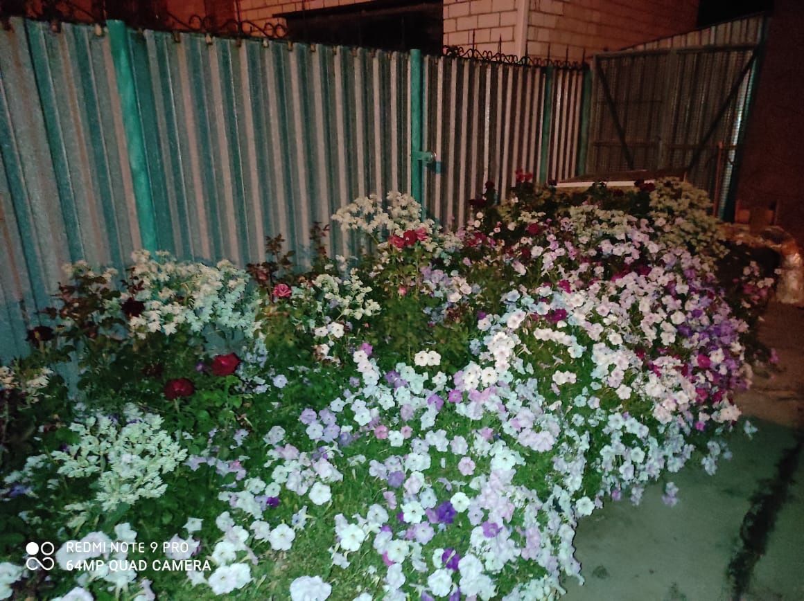 Продам ампельную петунью