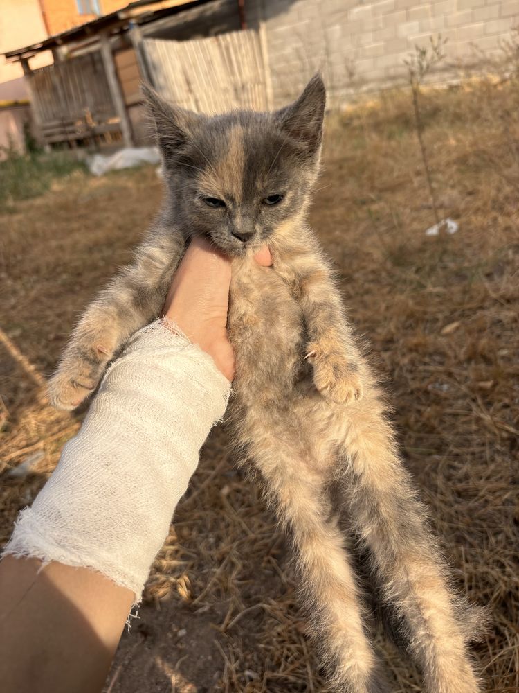 отдаю котенка девочку в добрые руки