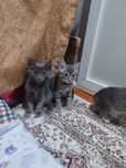 Котенки мальчик и 1 девочка