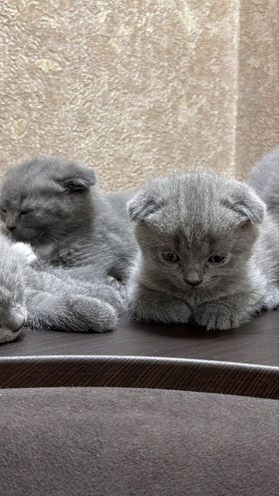 котята скоттиш-фолд/шотландские вислоухие
