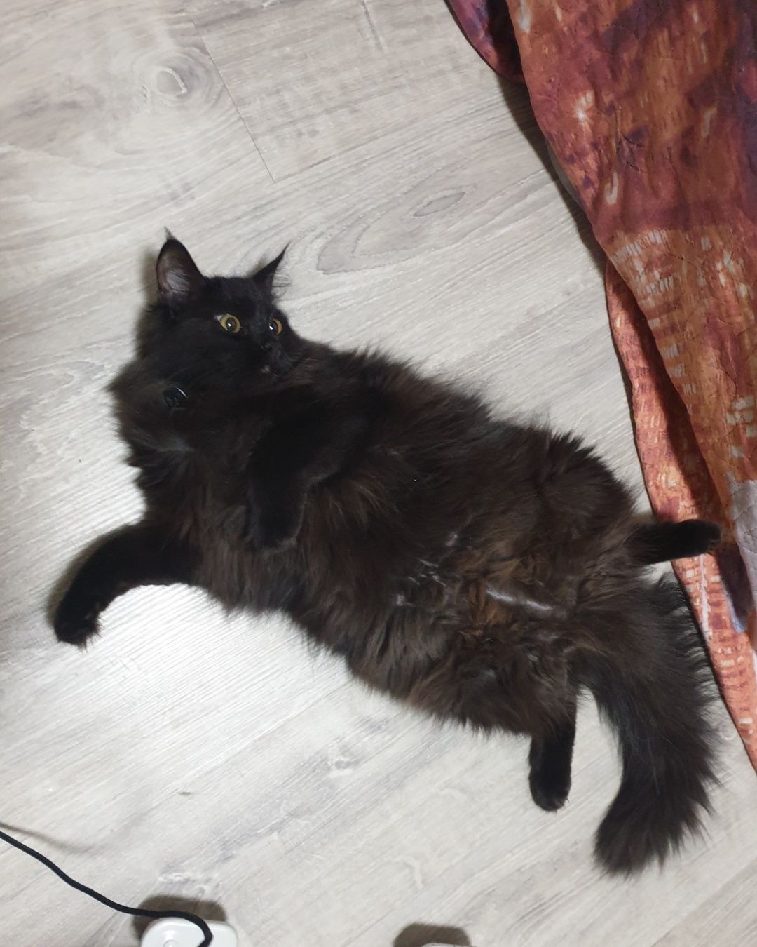 Ищет дом котенок!