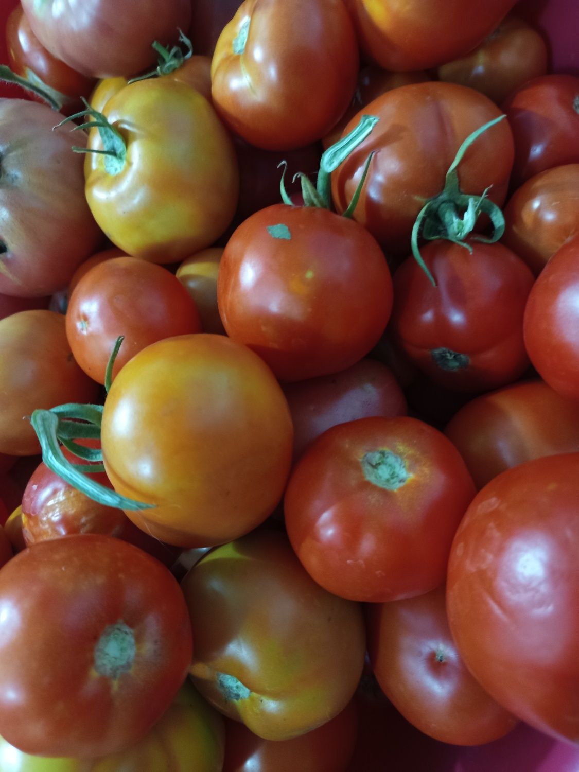 Продам помидоры домашние