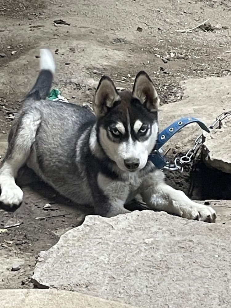 Продам сабаку Хаски