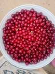 Продам вишню спелая