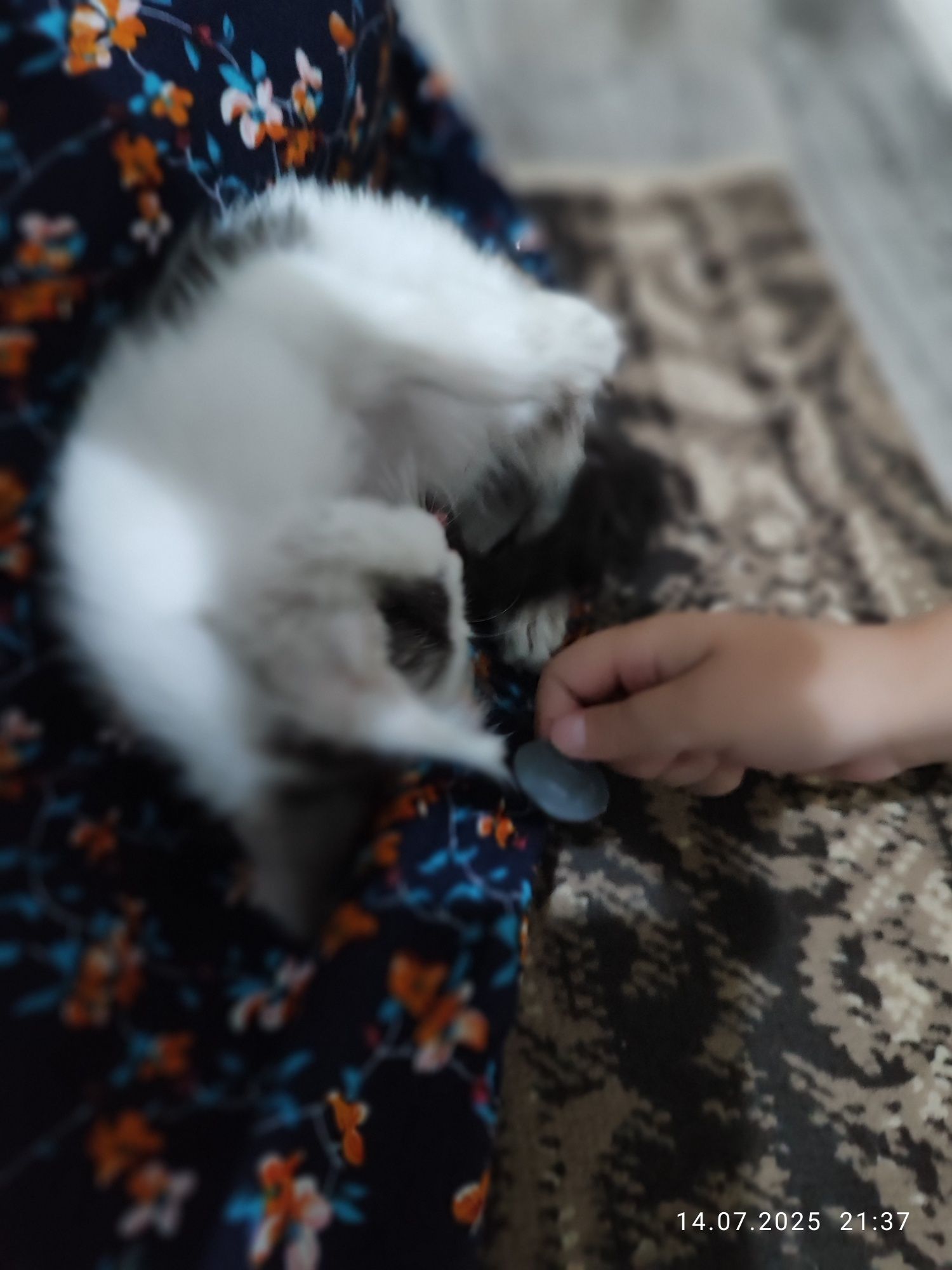 Отдам котенка в добрые руки
