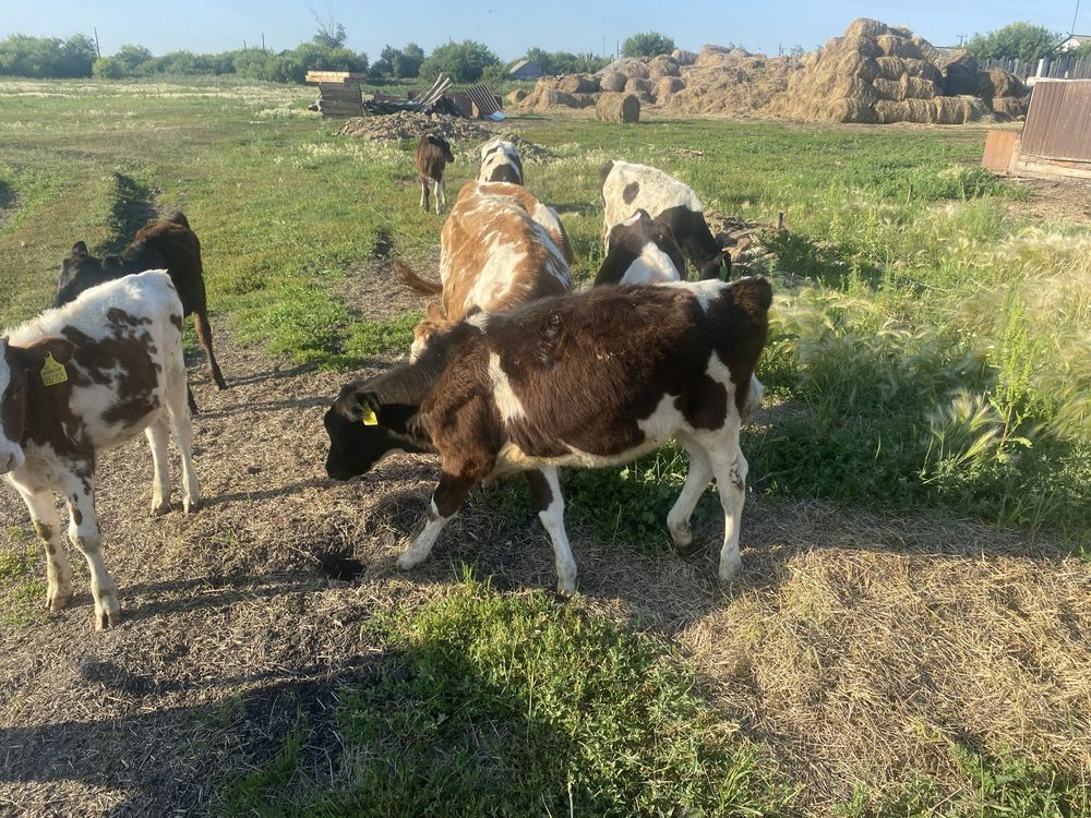 Продам телят телочки