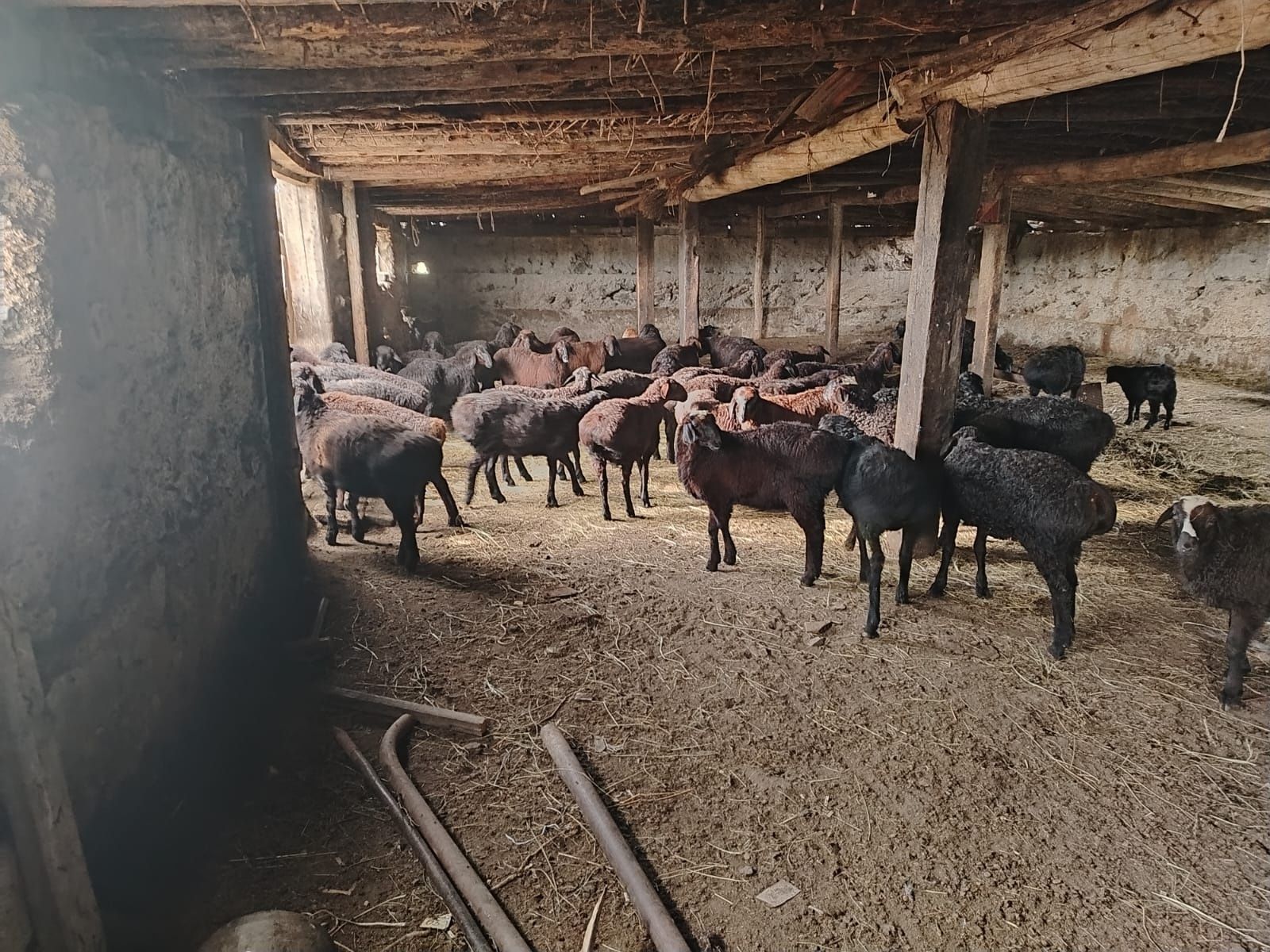 3=4 айлык кошкарлар таза гиссар