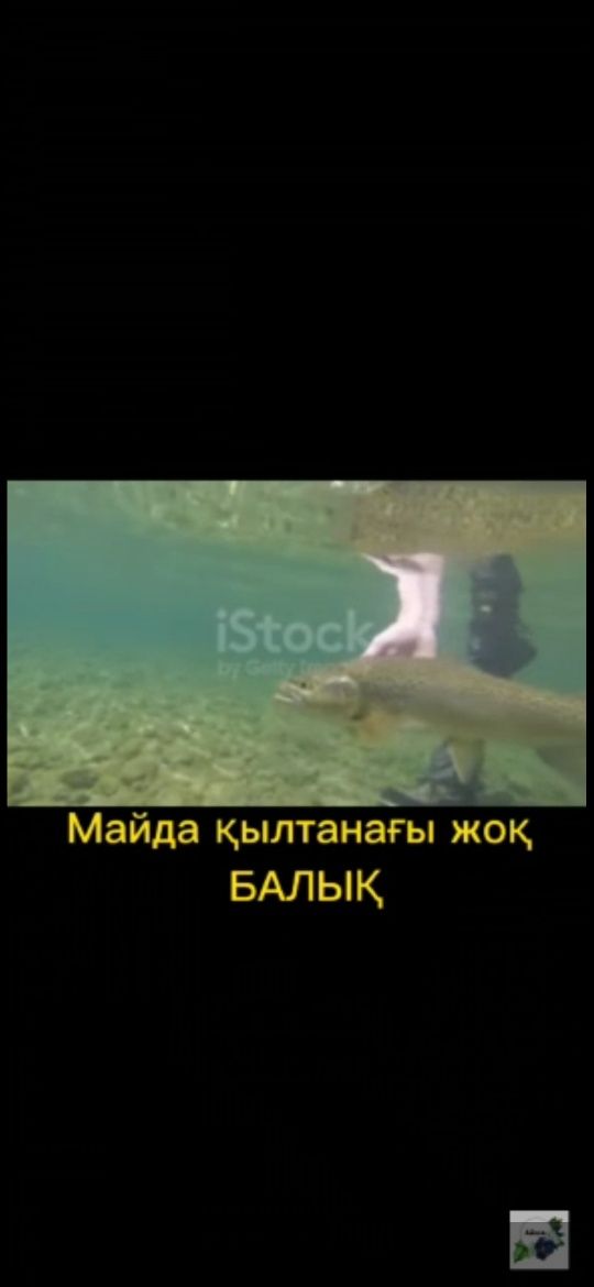 Свежая форель живая