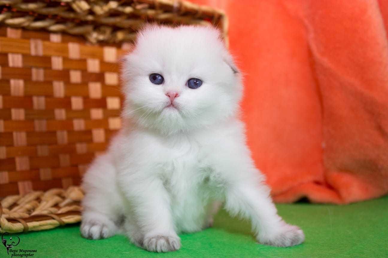 Продаются очаровательные котята