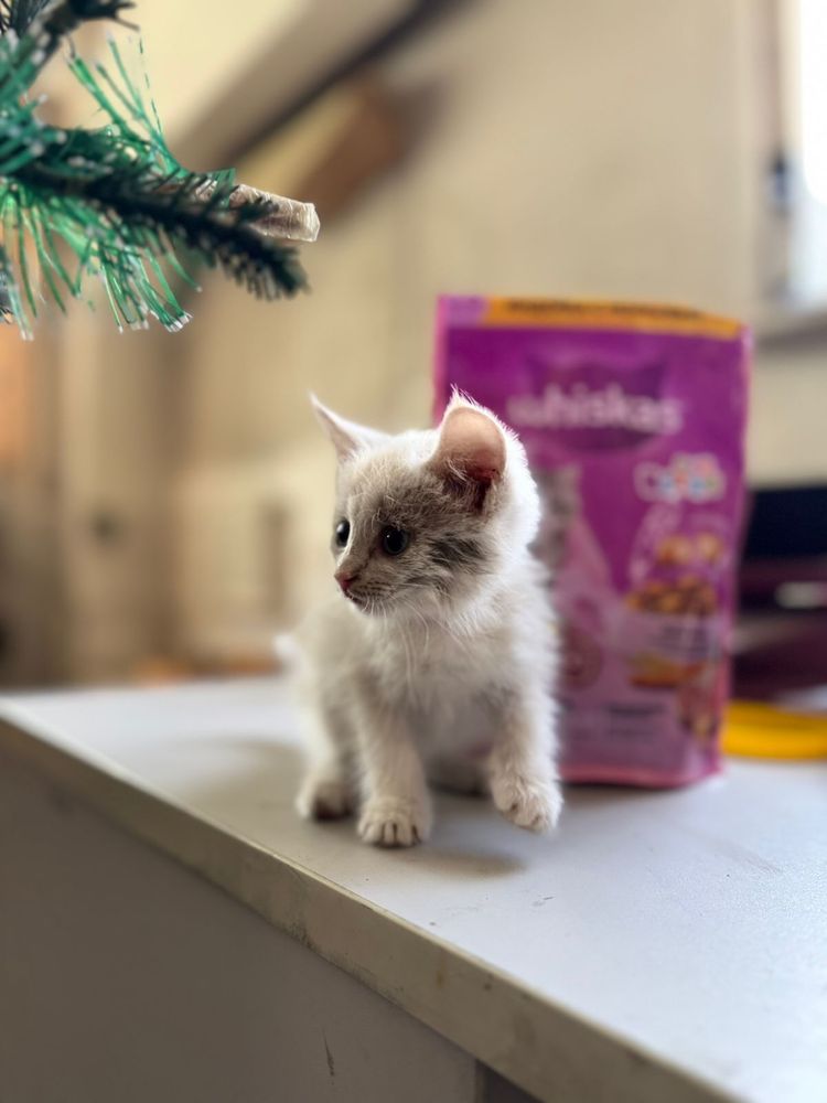 Отдам котят в отвественные и добрые руки!