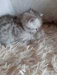 Котята скоттиш фолд