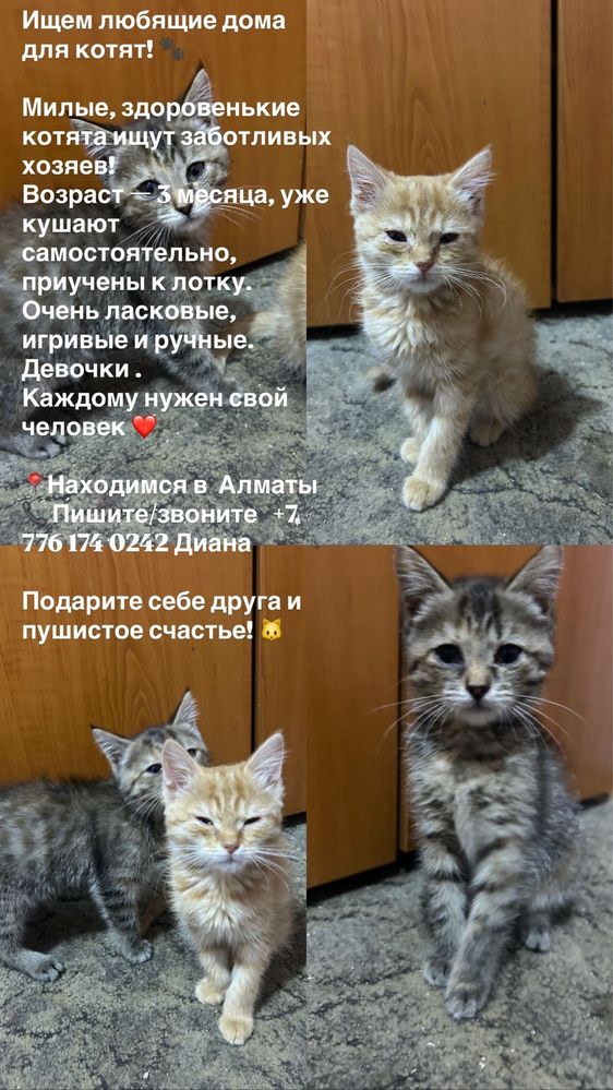 Отдадим котят в любящий дом
