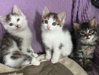 Котята чистые приручиенные к лотку