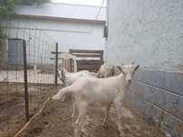 Продам Козу Зоонинской породы, дойная, 5 л в день, козлят 3 шт,