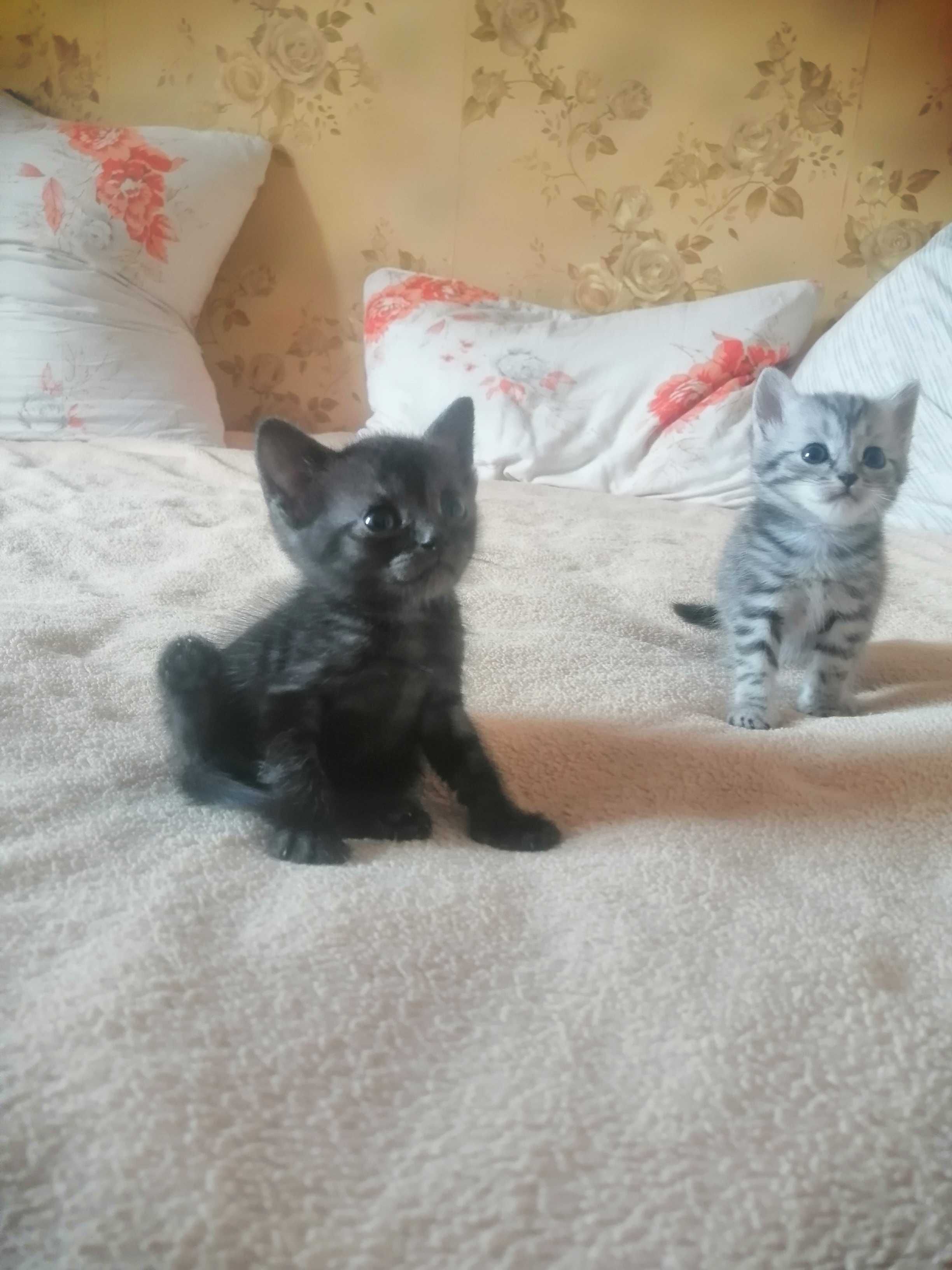 Отдам котят  в добрые руки