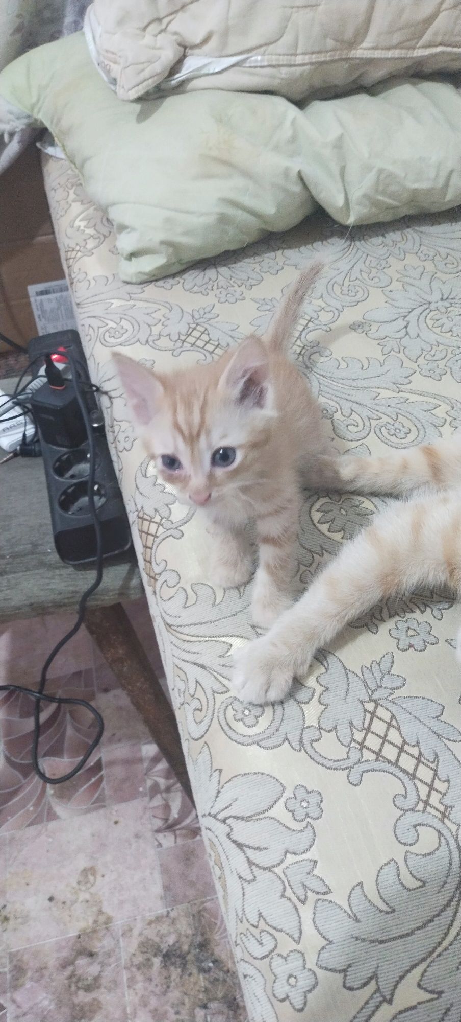 Породистые котята