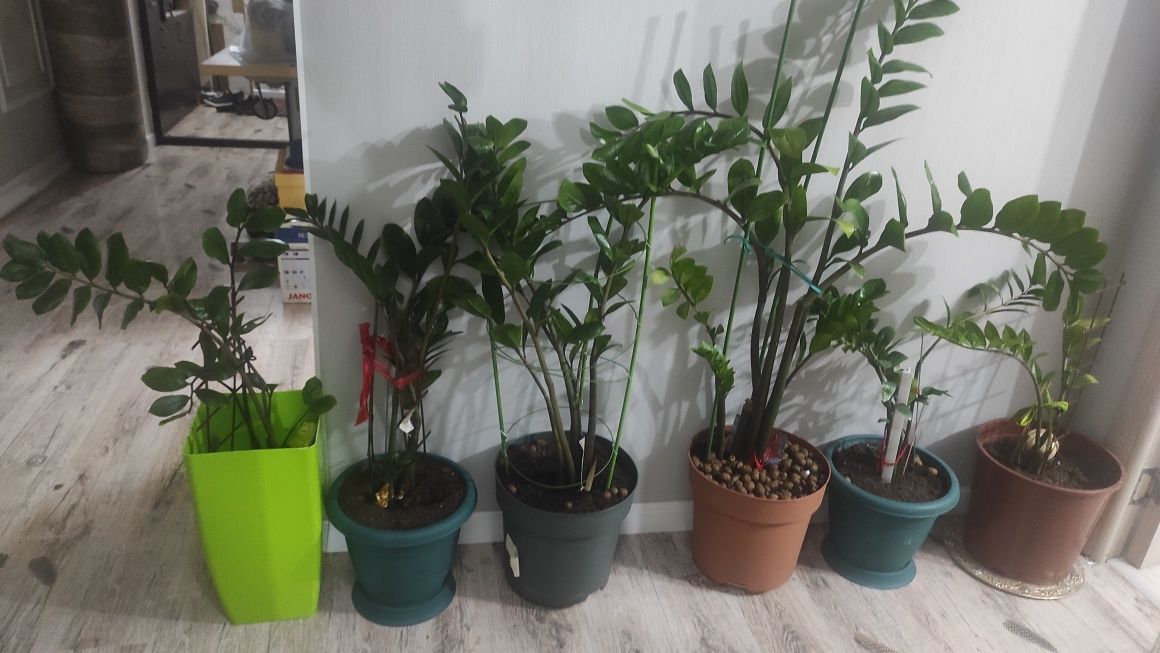 Продам растения Замиокулькас долларовое дерево
