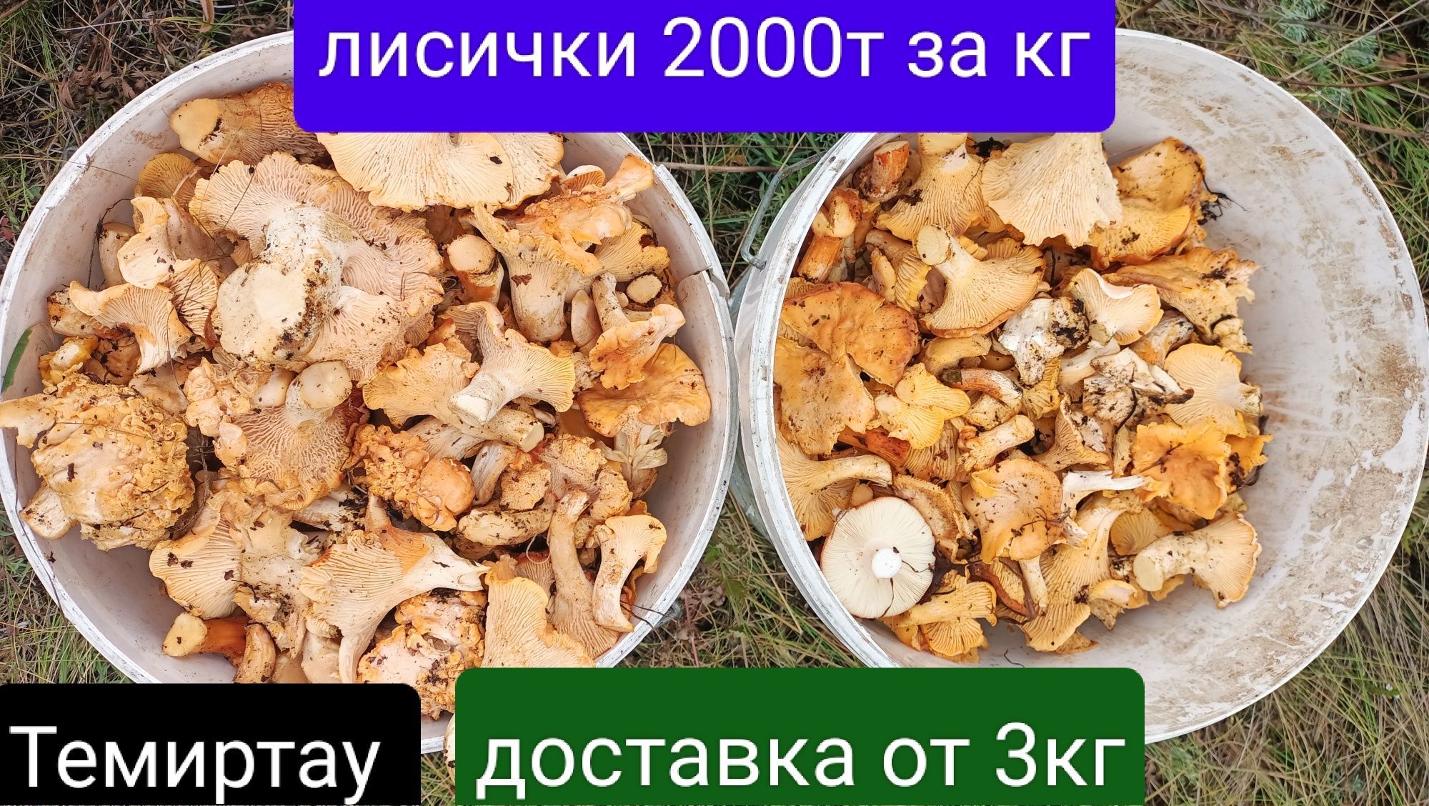 Грибы лисички 2000кг