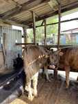 Продам два бычка возраст 1год 1 мес срочно