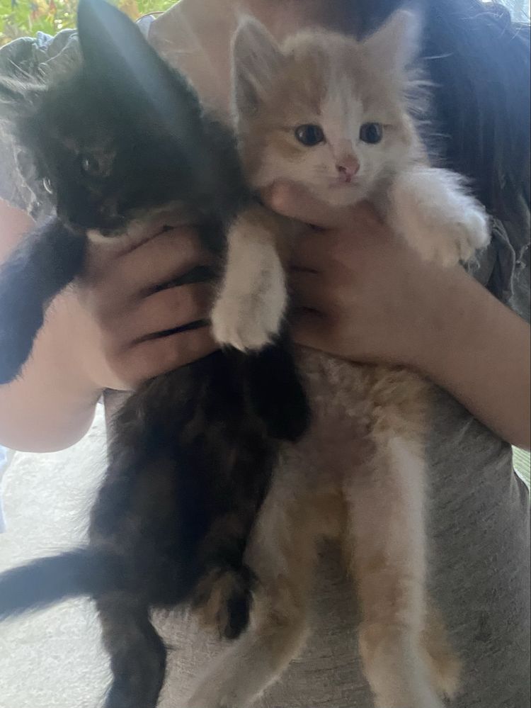 Котято бесплатно