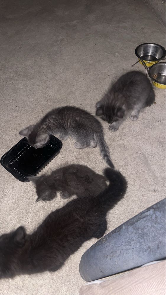 Котята в добрые руки