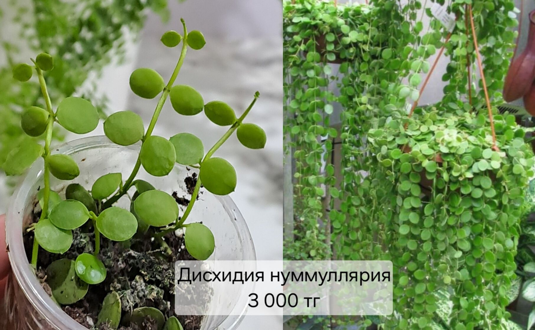 Комнатные растения, разные, отростки