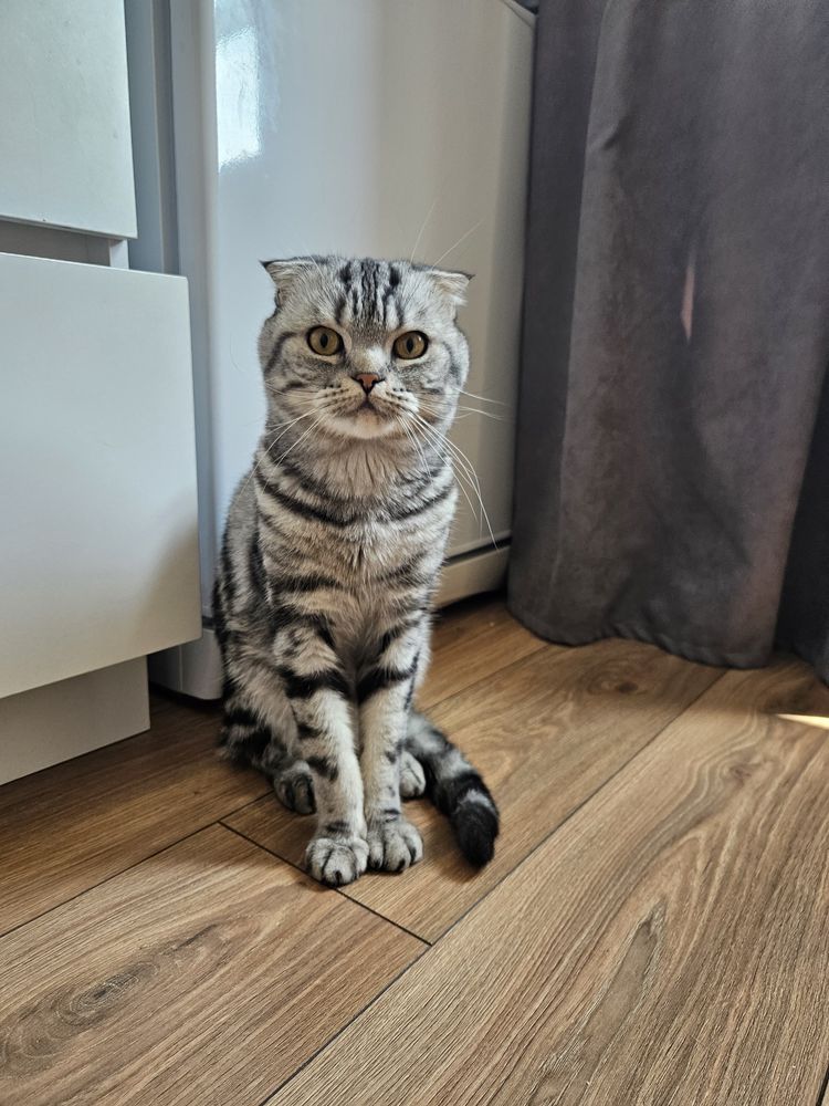 Отдаем кота в добрые руки