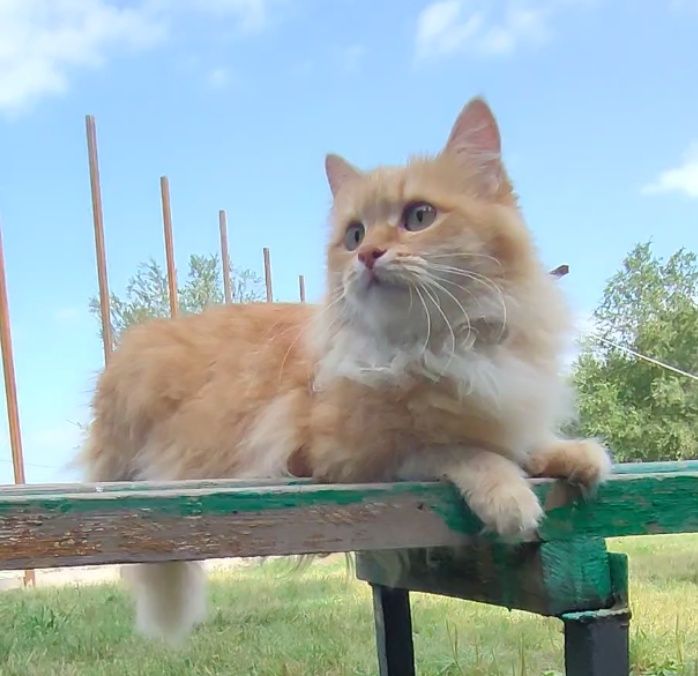 Кошка, рыжая редкость