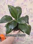 Цветы для дома и офиса
