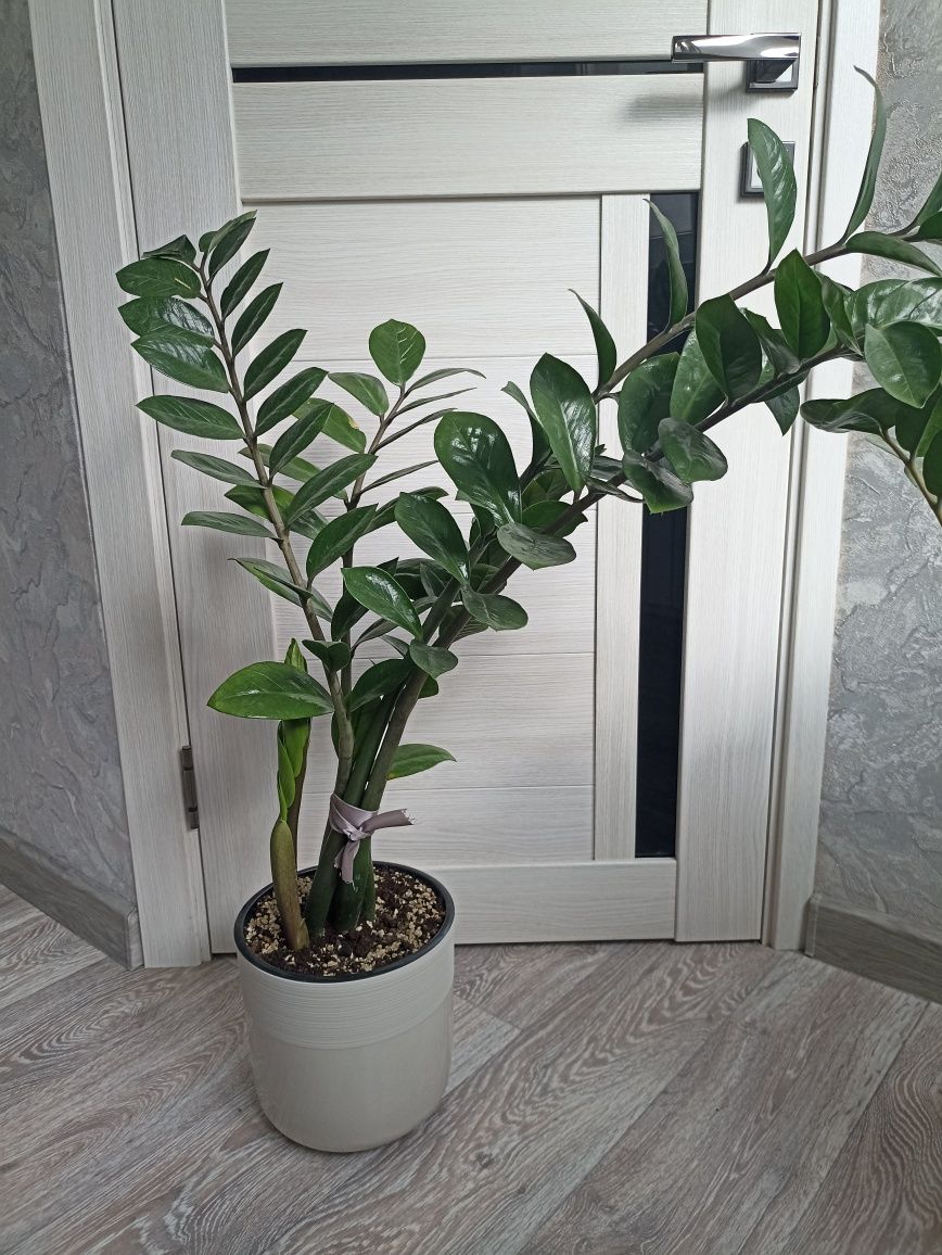 Продам земипкулькас,долоровое дерево..