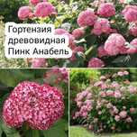Гортензия Пинк Аннабель,Зелёный Мохито,Пандора,Грандифлора