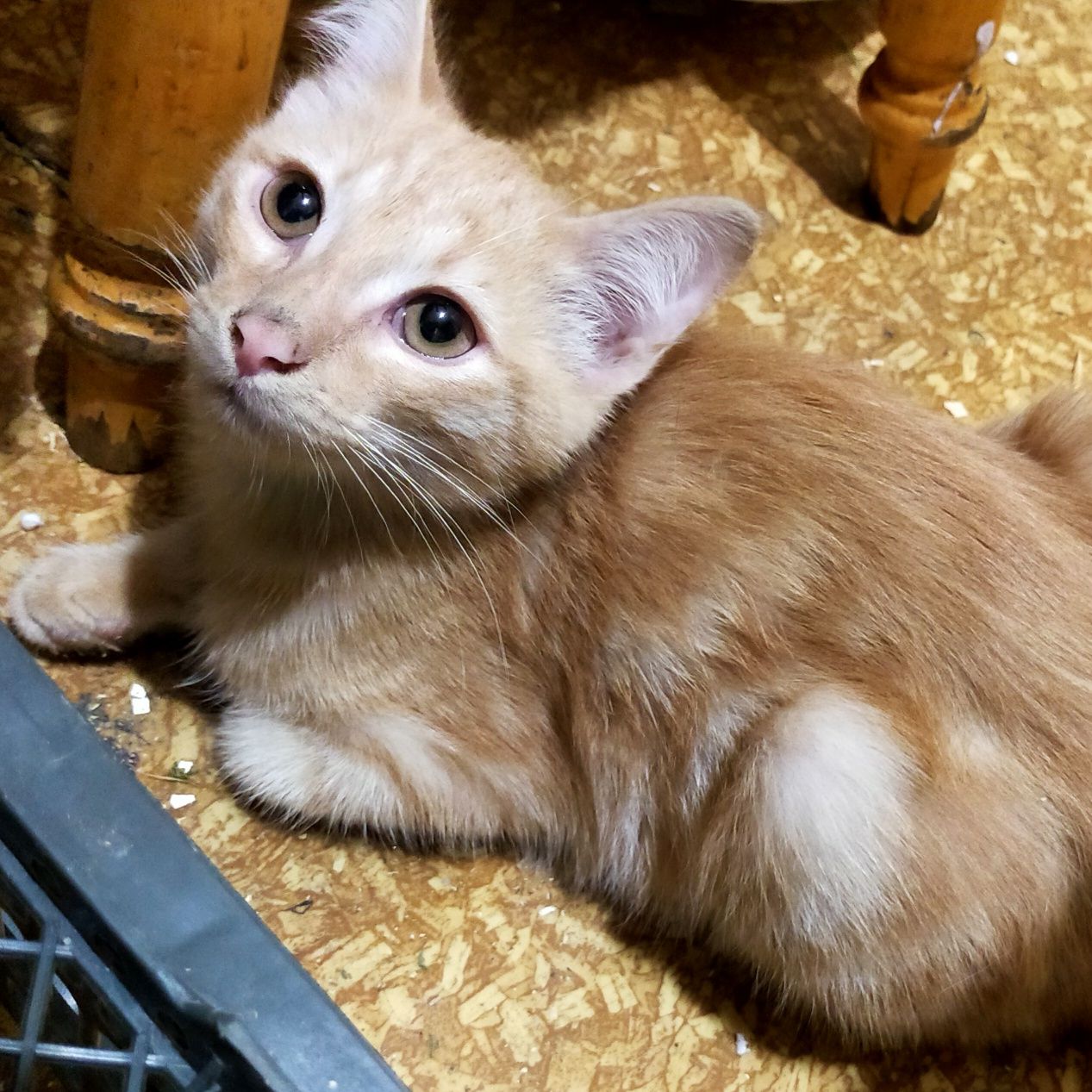 Котята в хорошие руки