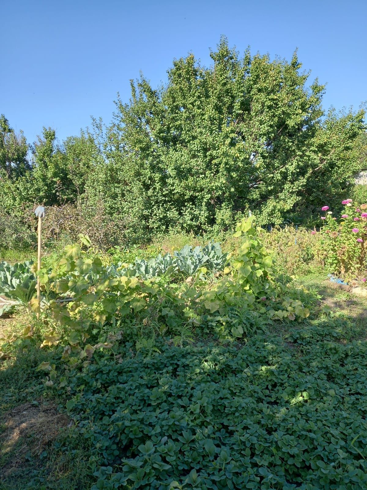 Продам дачу 8 соток