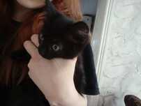 Котенок девочка черная