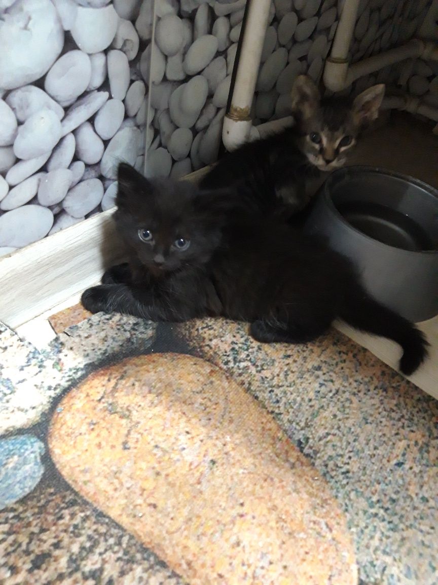 Котятки в добрые руки
